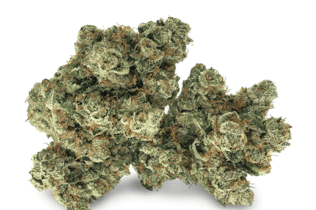 guava cooler strain - featured image