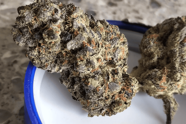 guava cooler strain