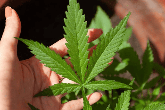 high quality weed leaves