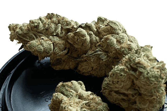 triple burger strain - featured image