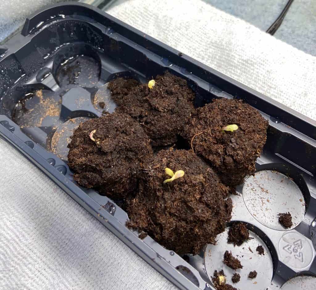 aurora indica seedlings in peat moss