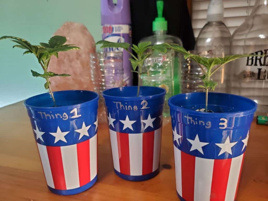 aurora week 2 seedlings in cups
