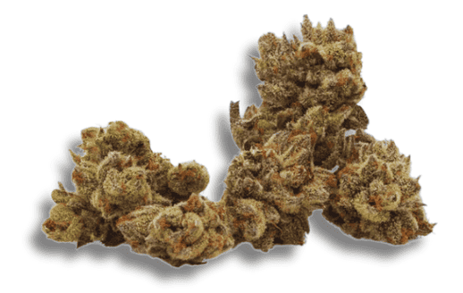 Icicles strain - featured image