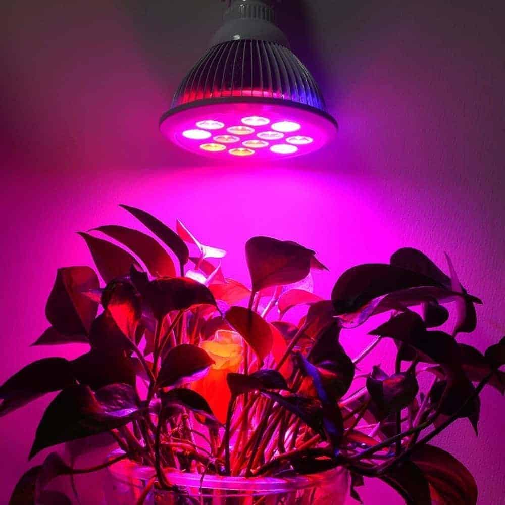 LED grow light bulbs above cannabis plant