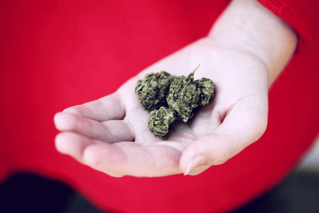 a person with cannabis nugs on palm - featured image