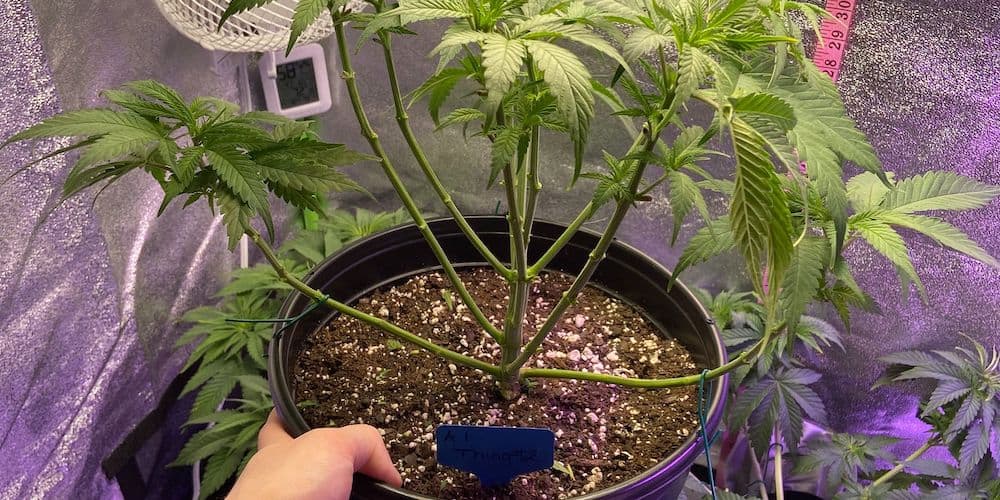 aurora indica grow week 8 plant