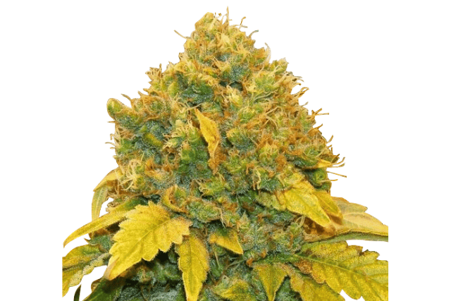 banana kush