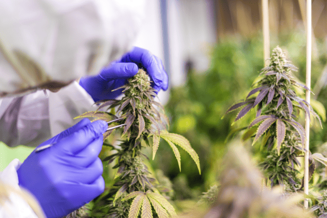 best cannabis selection
