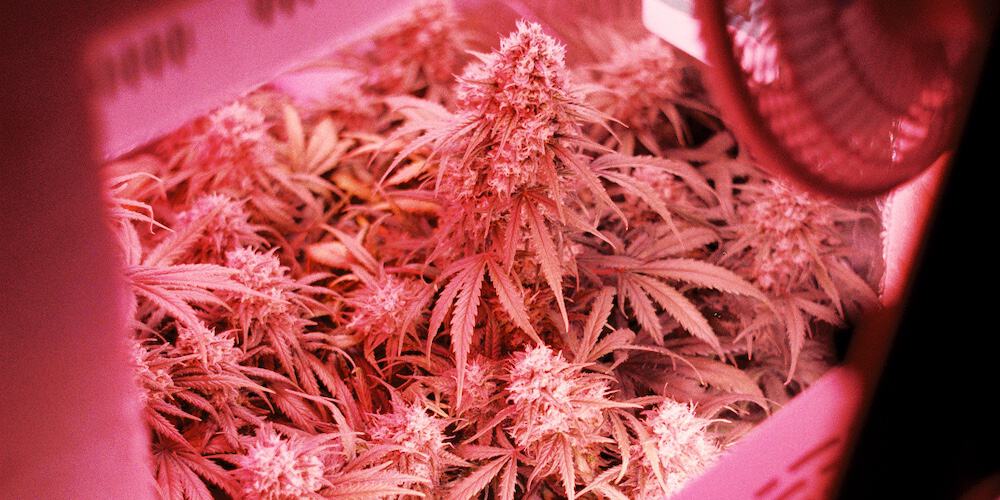 Cannabis plants with flowering buds in grow tent under red light