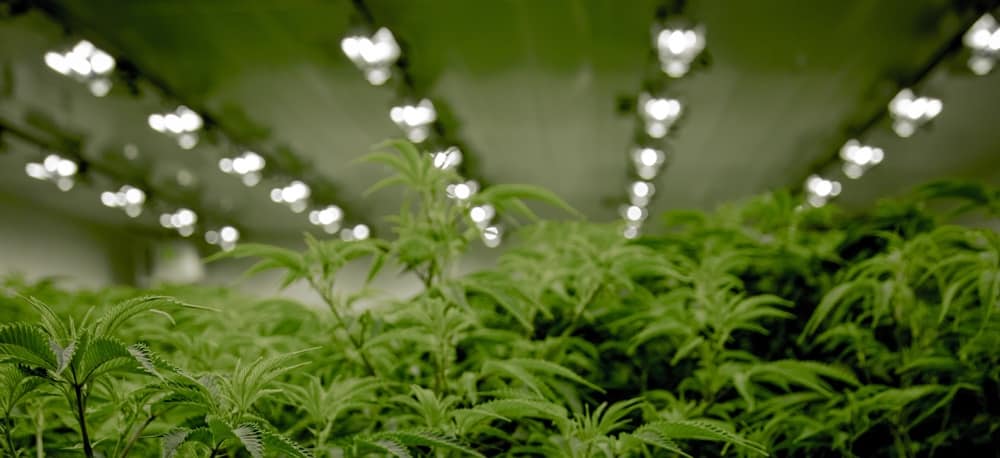cannabis grow box full of mature plants