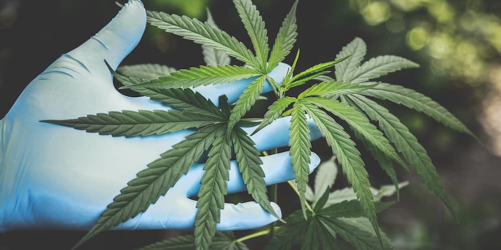 growing cannabis leaf in gloved hand