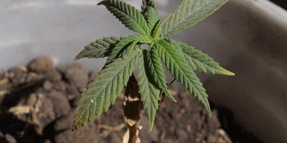 cannabis soil with plant growing