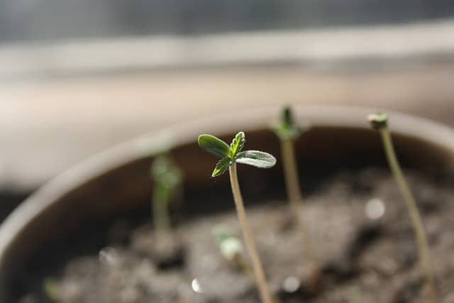 cannabis sprout
