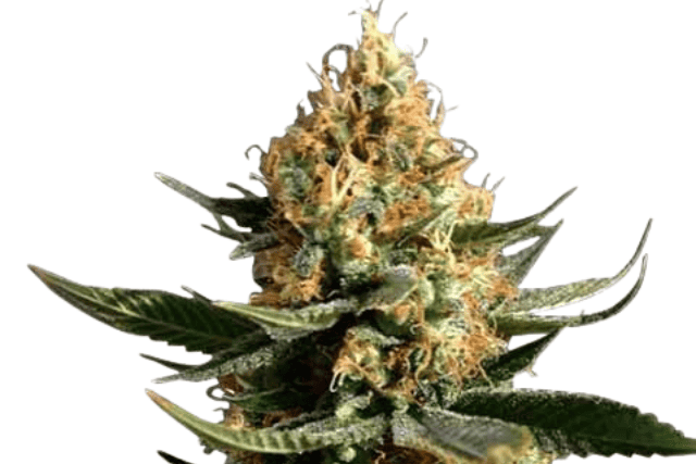 chemdawg