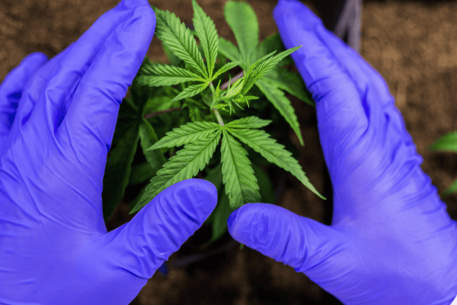 choosing the best type of cannabis - featured image