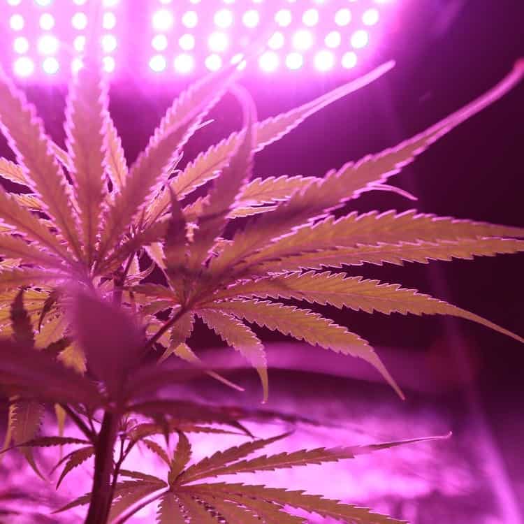 closeup of growing cannabis plant in grow tent with grow lights in background
