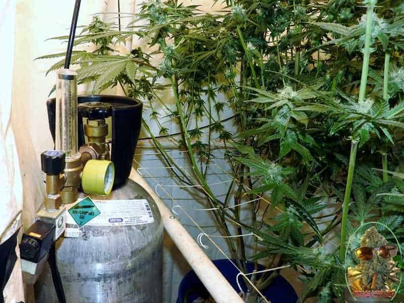 CO2 regulator in corner of cannabis grow room