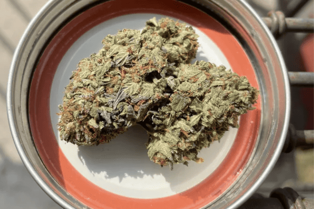 comatose - strain