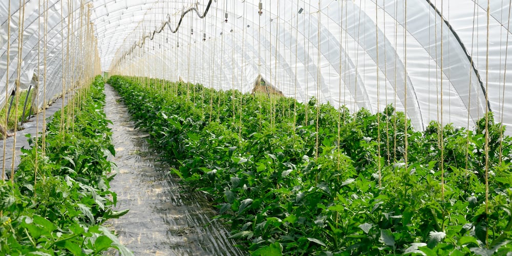 industrial marijuana grow tent full of crops