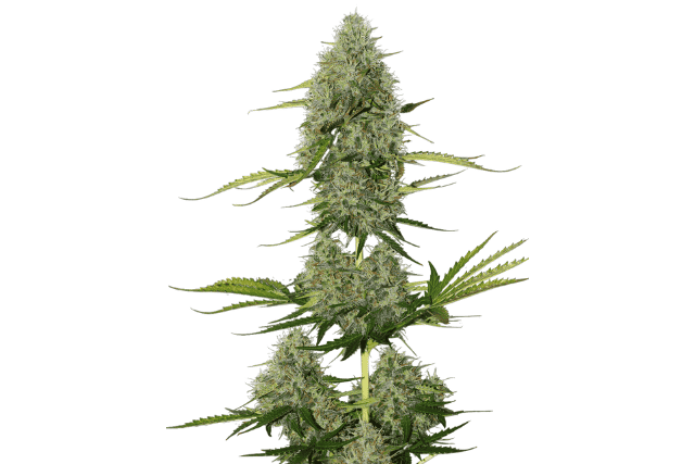 critical xxl