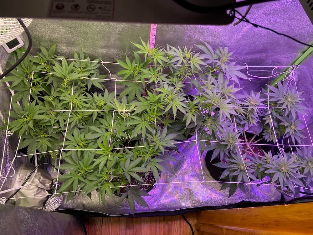 day 56 grow tent netting view from above