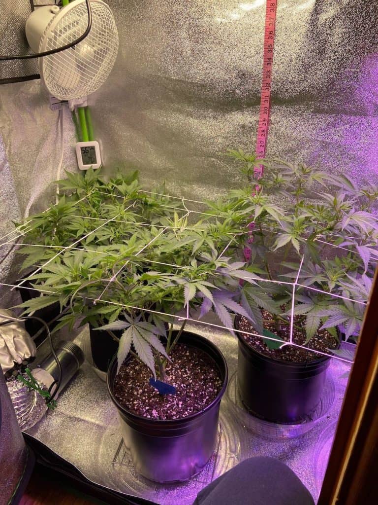 day 56 grow tent netting