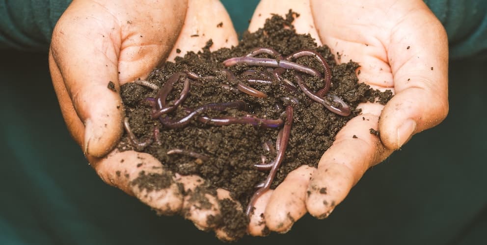 earthworms in nutrient-rich soil and fertilizers for growing marijuana