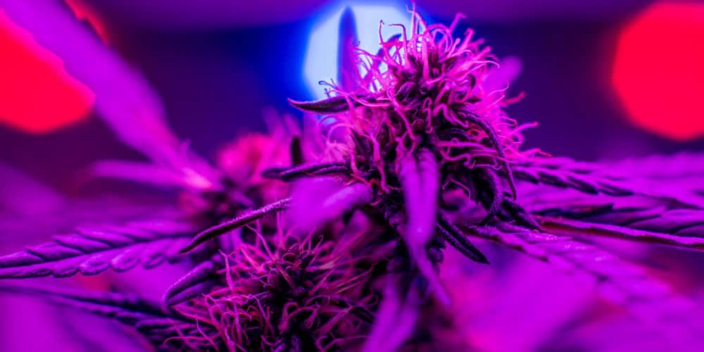 G8LED grow light setup