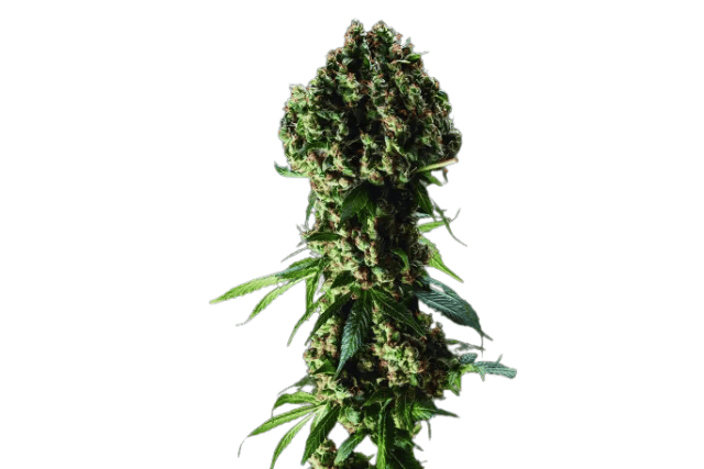 granddaddy purple