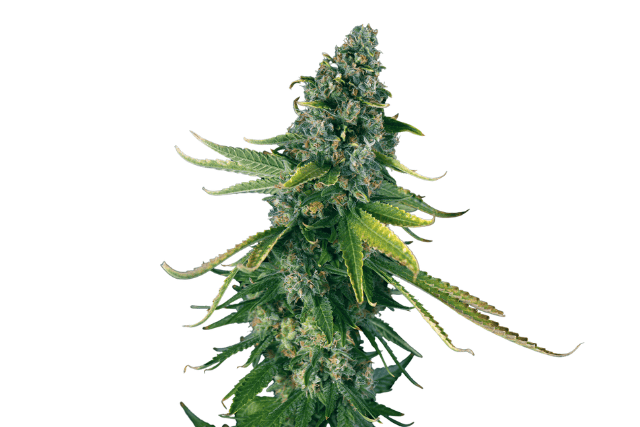green crack