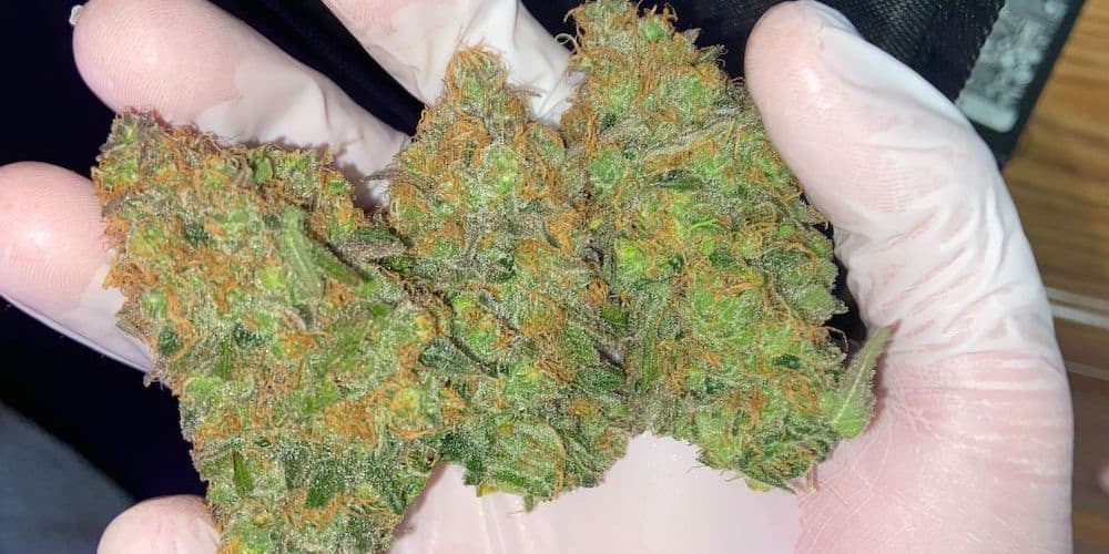 aurora indica grow journal harvest
