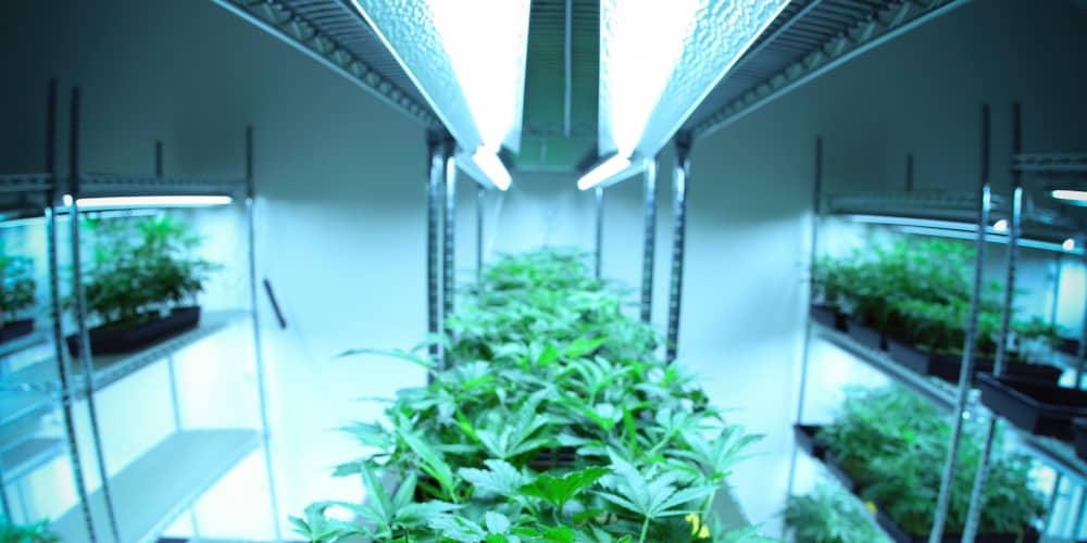 indoor cannabis grow room with plants on shelves