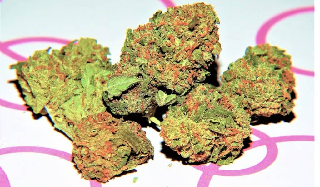 marijuana nugs on tabletop