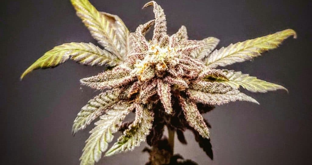 top of flowering marijuana plant