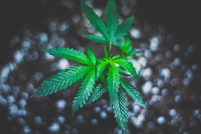 marijuana leaves