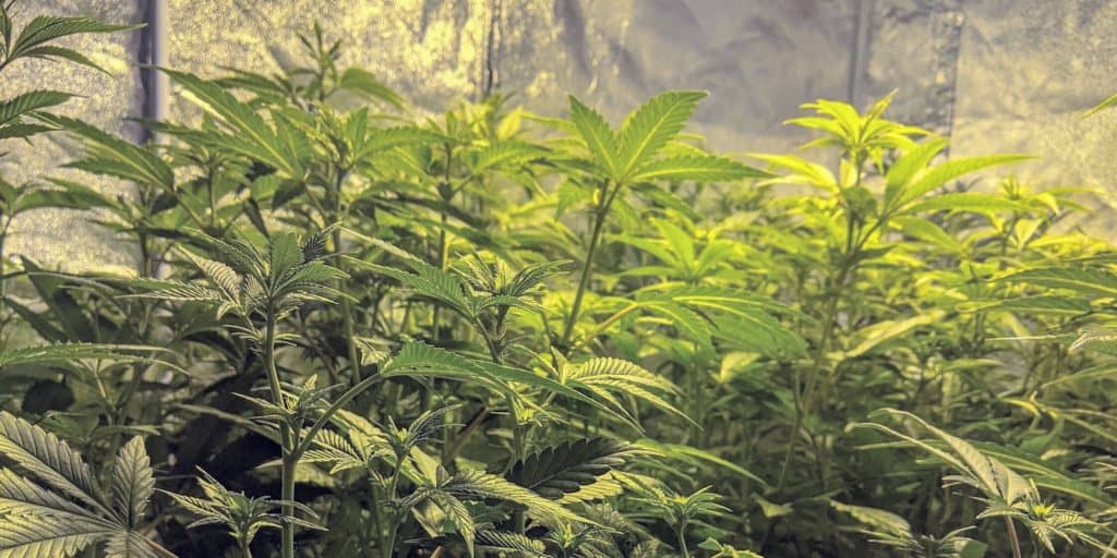 grow tent full of plants in vegetative stage