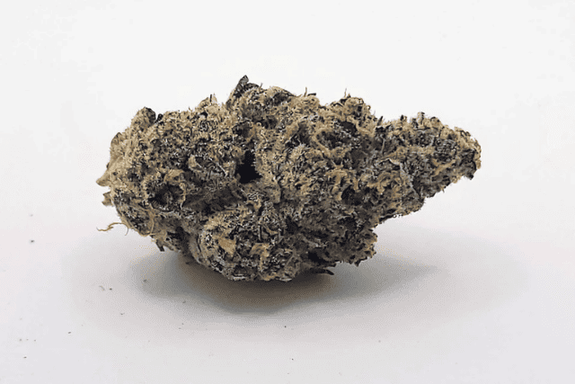 platinum garlic - featured image