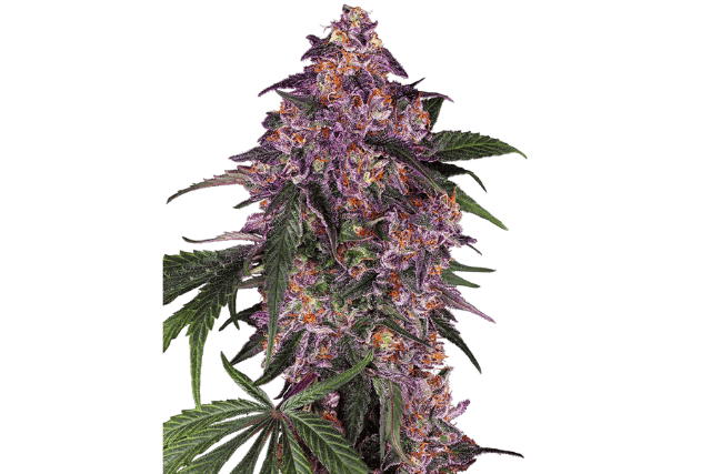 purple kush