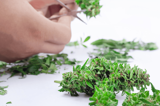 snipping cannabis buds