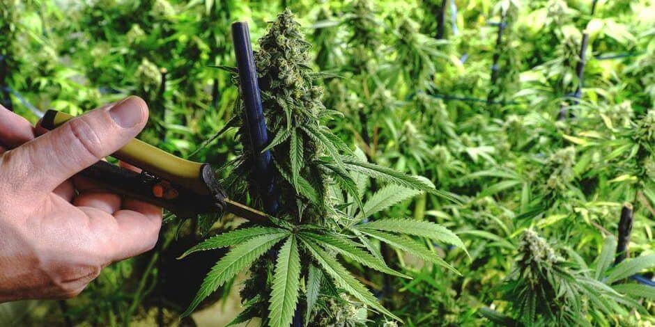 man using scissors to trim mature cannabis buds