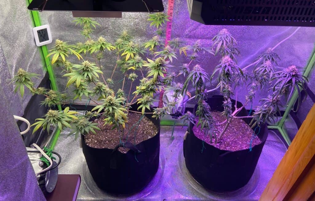 two cannabis plants next to each other in an indoor grow tent