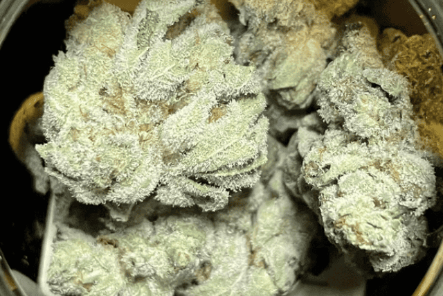 wedding poop strain - featured image