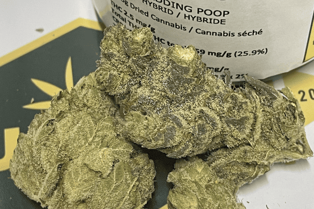 wedding poop strain