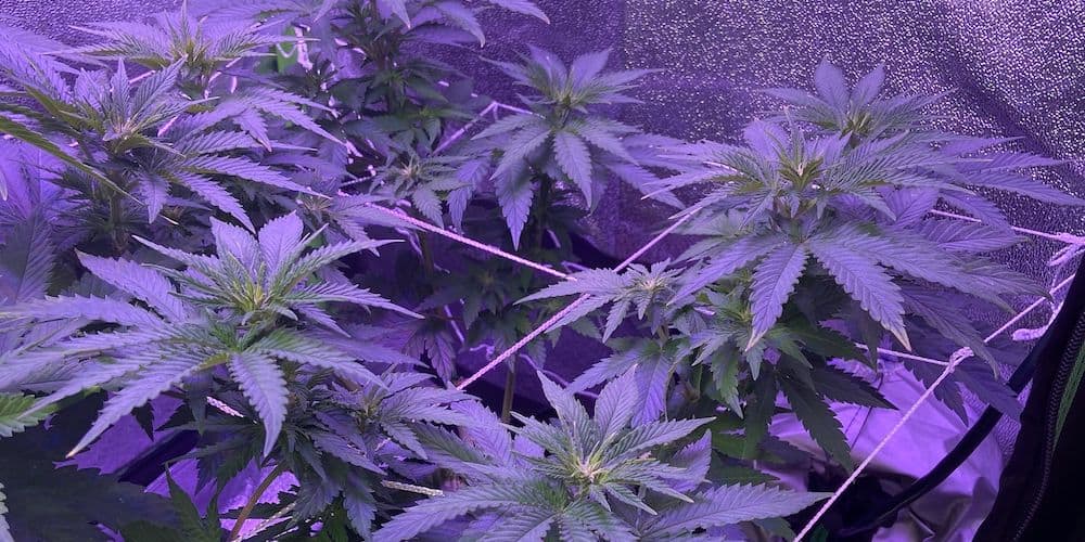 week 10 grow tent net trellis