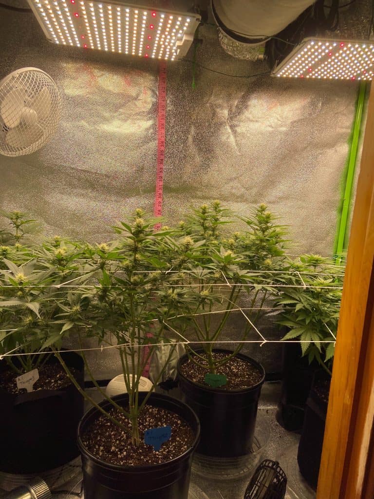 week 11 full grow tent setup with plants, fan, and grow lights