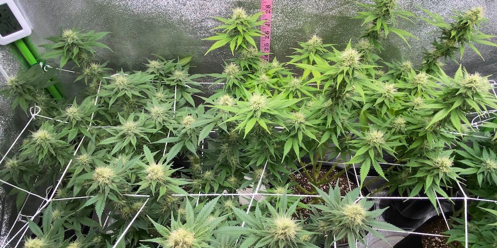 week 12 grow progress