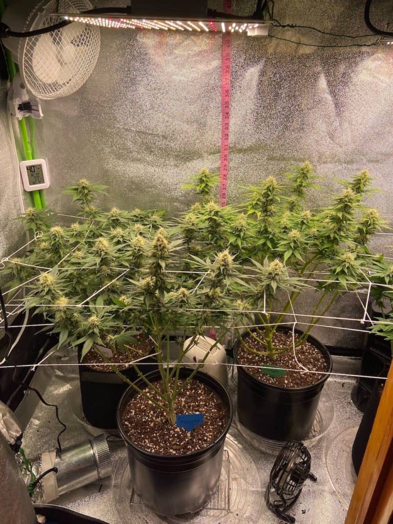 week 12 grow tent setup