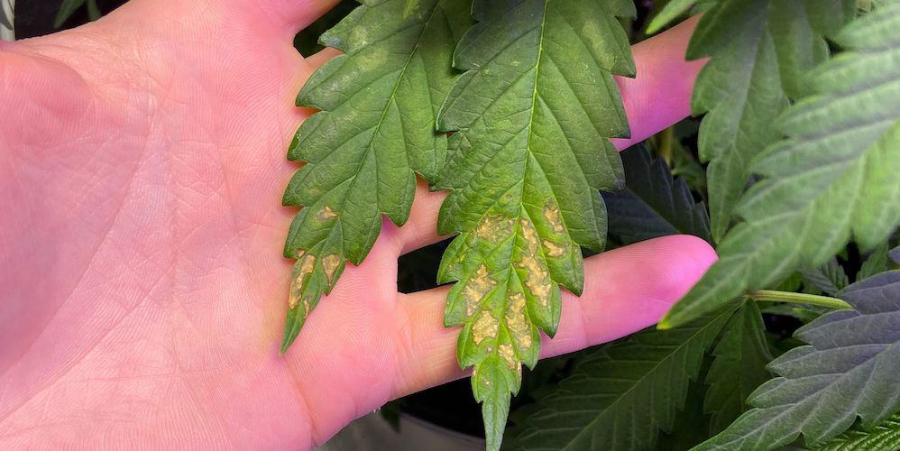 yellowing cannabis leaves in grower's hand