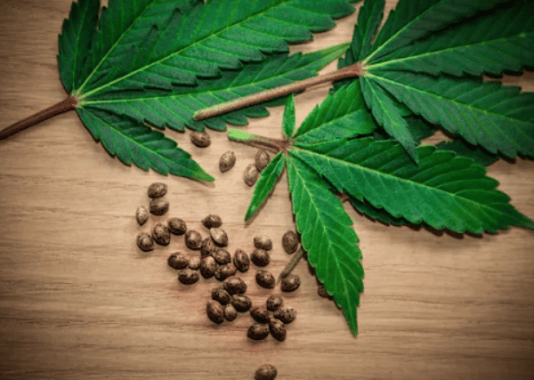 Marijuana leaves and seeds