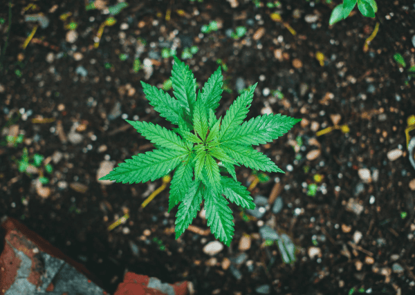 Marijuana plant - top view